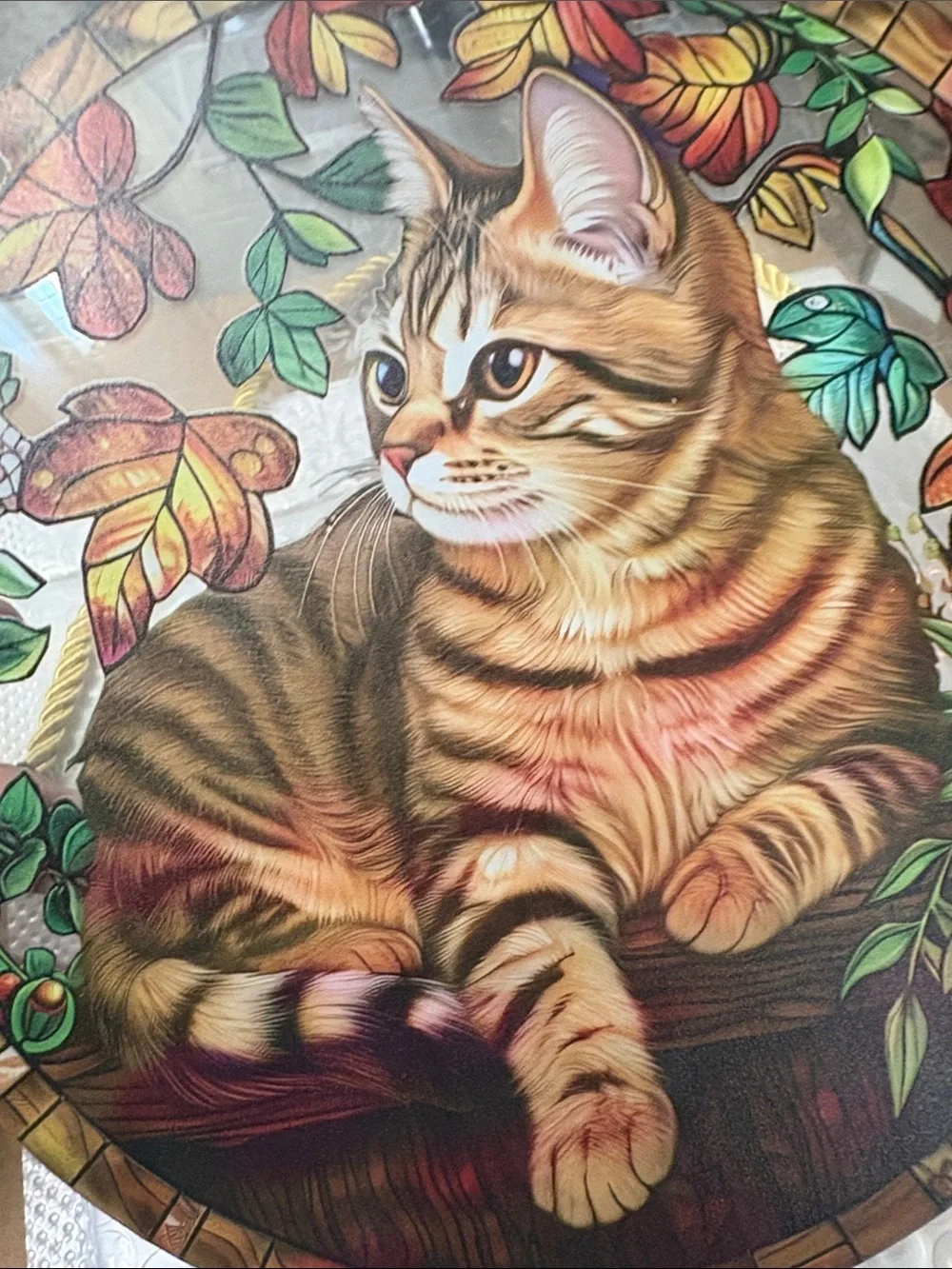 N/A beautiful tabby